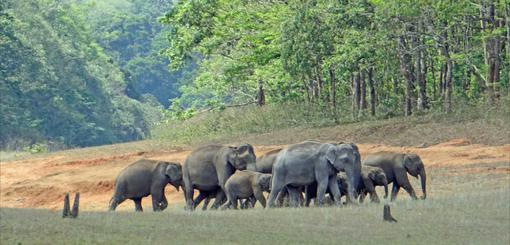 chinnar