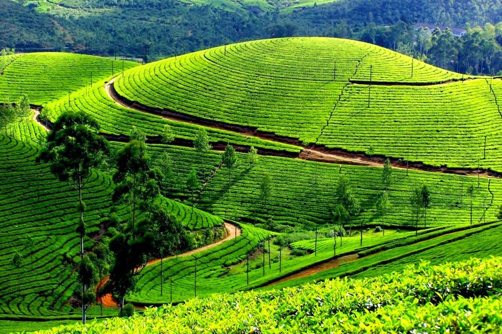 kolukkumalai-tea